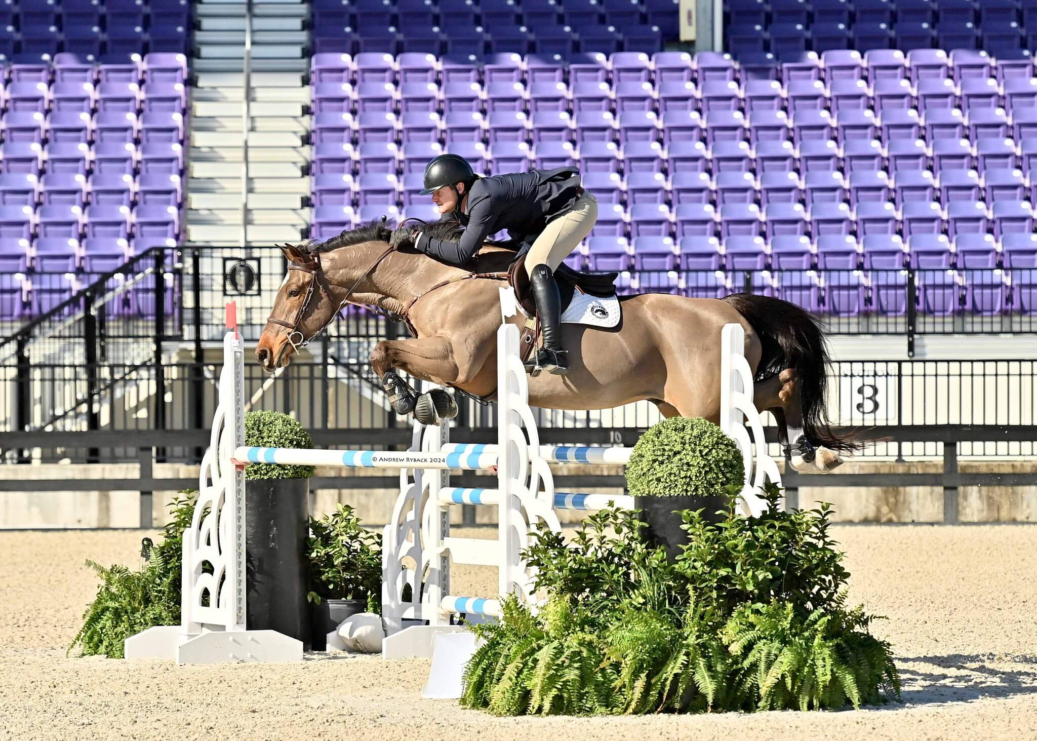 sport-horse-USA