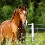 sport-horse-for-sale