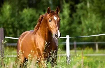 sport-horse-for-sale