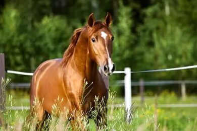 sport-horse-for-sale