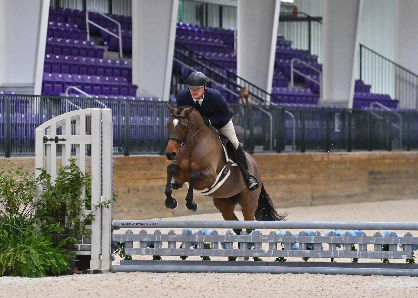 sport-horse