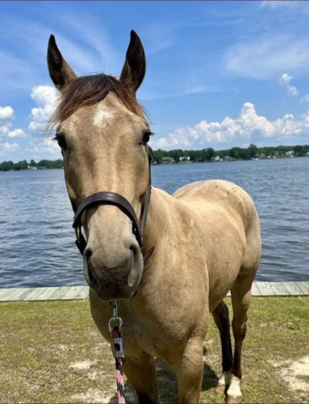 Buckskin Quarter Horse Gelding