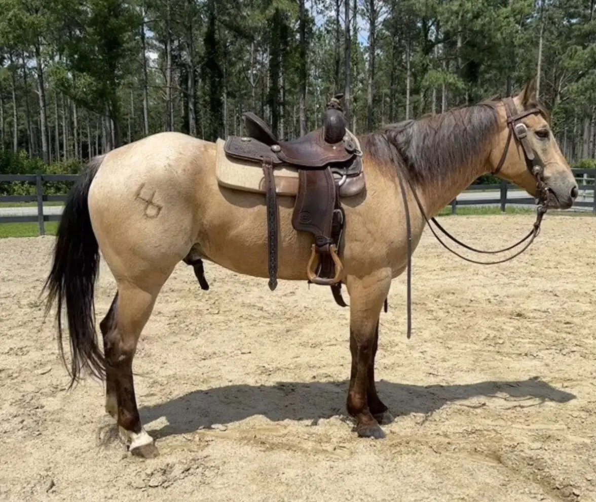 Quarter Horse for sale