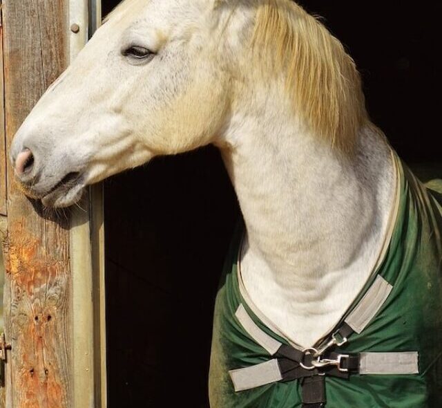 Horse pictures - Cost to own a horse