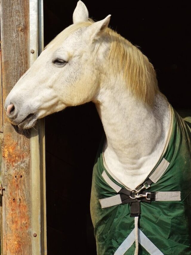 Looking for horses for sale in the USA?