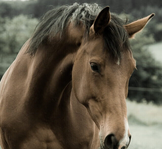 Find horse for sale in Denmark