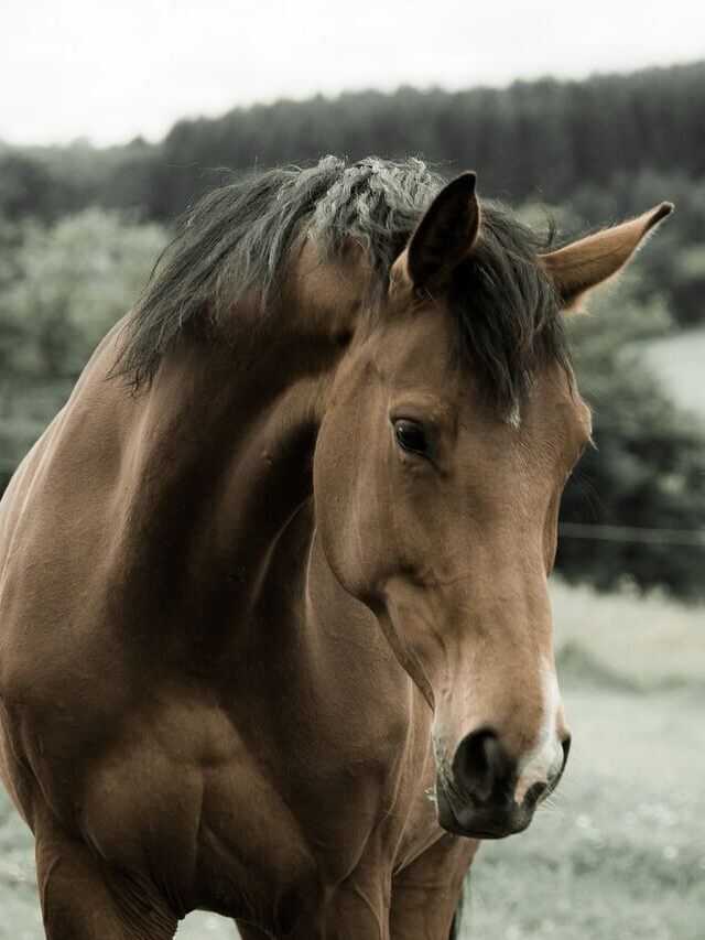 Looking for horses for sale in Denmark?