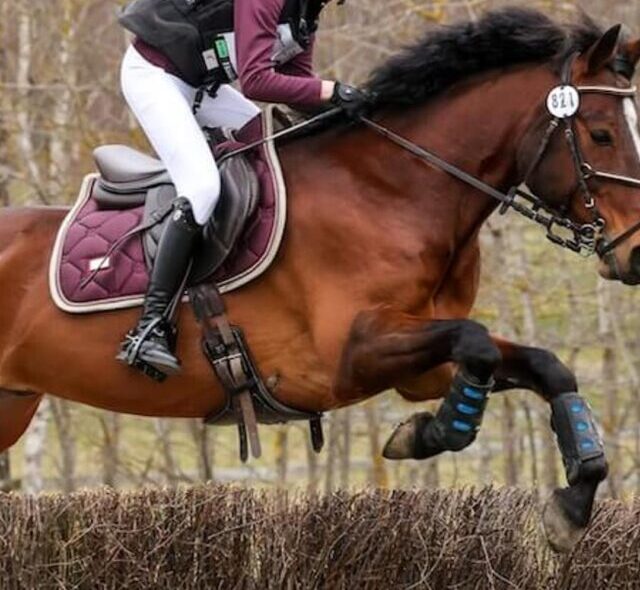 Horse for sale story poster portrait