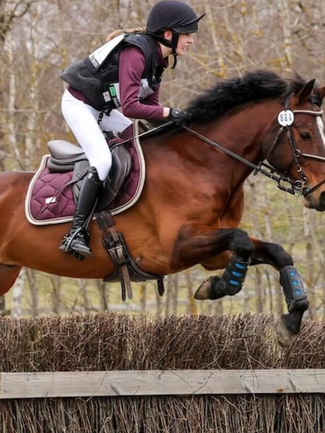 Horses for sale – Forequestrian.com