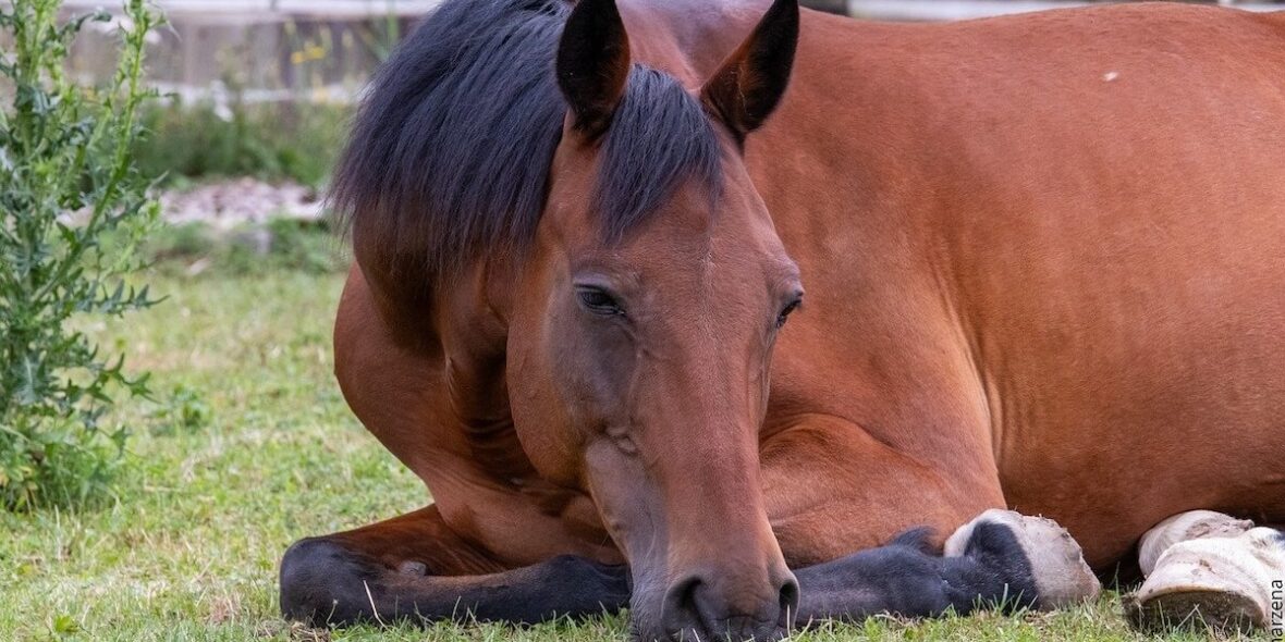Horse Mental Health: Stress, Anxiety & How to Help Your Horse Horse Mental Health: Stress, Anxiety & How to Help Your Horse